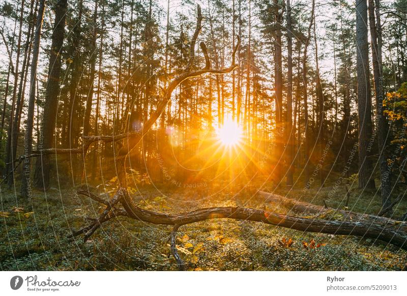 Schöner Sonnenuntergang Sonnenaufgang im Herbst Nadelwald. Sonnenlicht durch Wälder im Herbst Waldlandschaft. Boden ist mit Tannennadeln bestreut gelb niemand