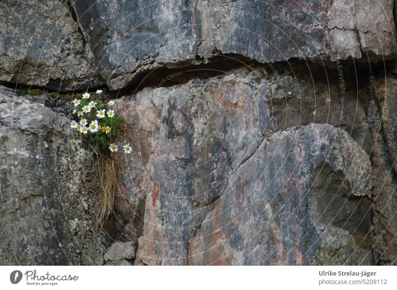 Kamille als Überlebenskünstler in einer Felsspalte Blueten Felsen überleben Natur Pflanze Wachstum grauer Fels zäh blühend ausdauernd Frühling Ritze Felsritze