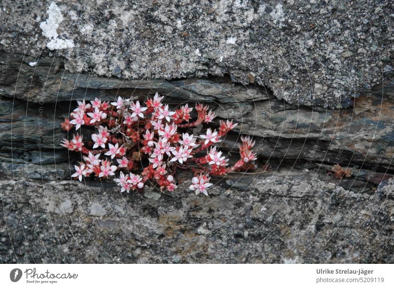 rosa Blüten als Überlebenskünstler in einer Felsspalte Blueten Felsen überleben Natur Pflanze Wachstum grauer Fels zäh blühend ausdauernd Frühling Ritze