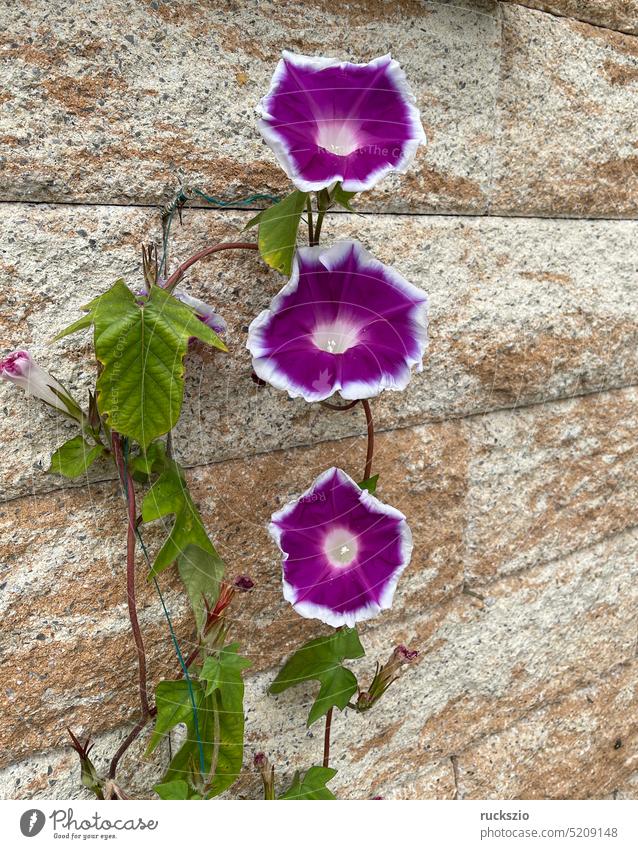 Dreifarbige Prunkwinde, Ipomoea, tricolor Ipomoea purpurea Tricolore Blaue Kaiserwinde Windengewächse (Convolvulaceae) Trichterwinde Prachtwinde Sommerblume