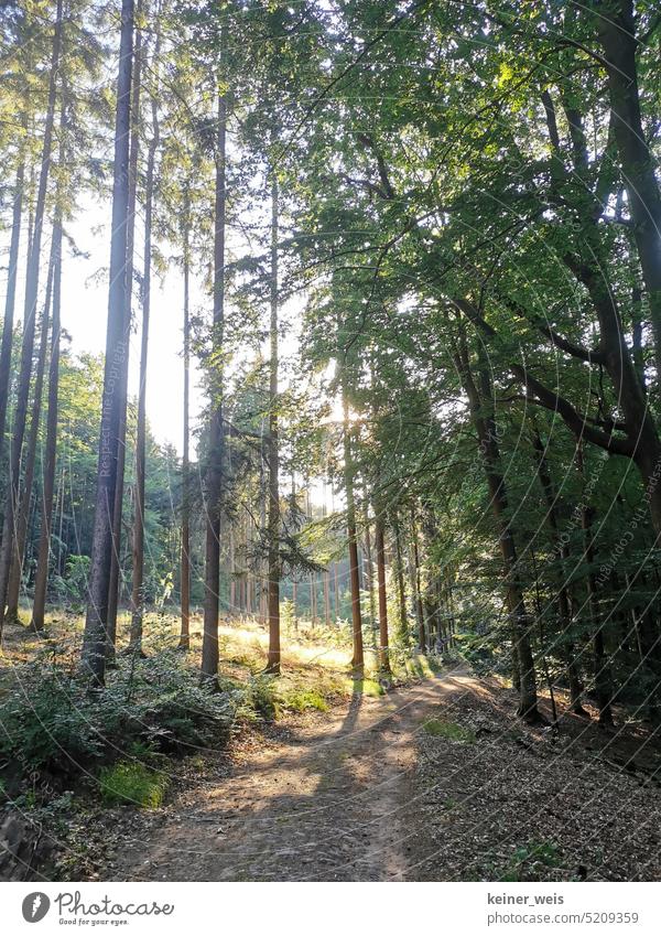 Heller Wald mit langen hohen Bäumen Natur Baum Mischwald Sonne Außenaufnahme Baumstamm Licht Menschenleer Forstwirtschaft Tageslicht Abholzung Klimawandel