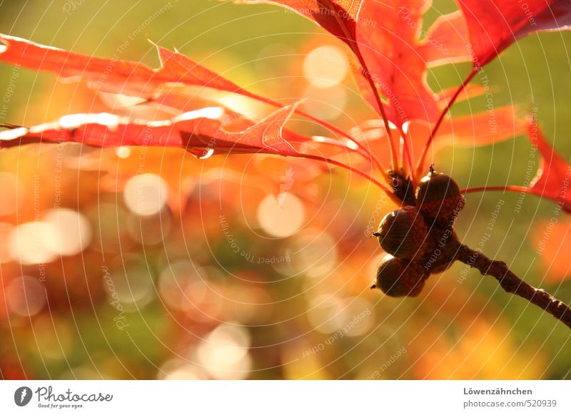 bright side of fall Natur Herbst Schönes Wetter Pflanze Blatt Eichenblatt Eicheln Wald leuchten Freundlichkeit Fröhlichkeit hell Wärme gelb grün orange rot