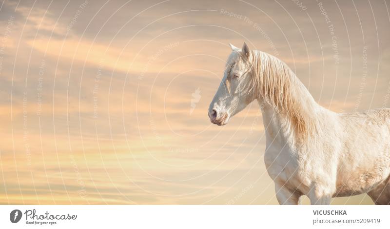 Schöne Palomino Lusitano Pferd bei Sonnenuntergang Himmel Hintergrund schön Palomino-Pferd Lusitano-Pferd Sonnenuntergangshimmel Textfreiraum außerhalb Hengst