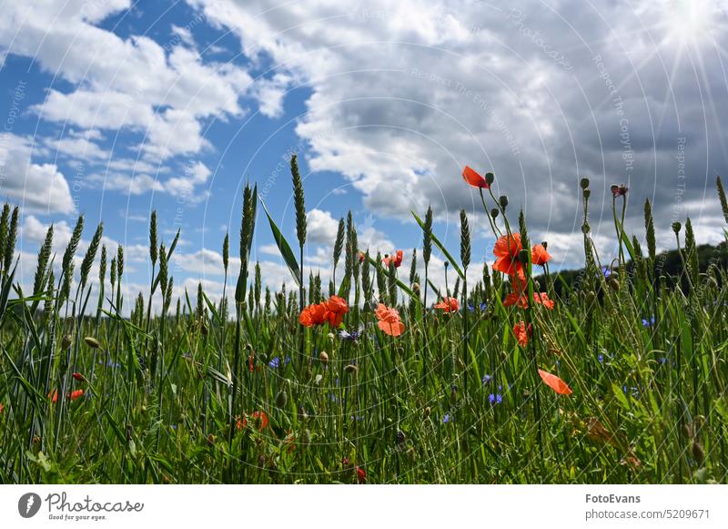 Feld mit Getreide, Mohnblumen, Kornblumen, blauem Himmel und Sonne Gras Frühling Wiesen Blumen Natur Sommerwiese sonnig Sonnenlicht Tag Hintergrund