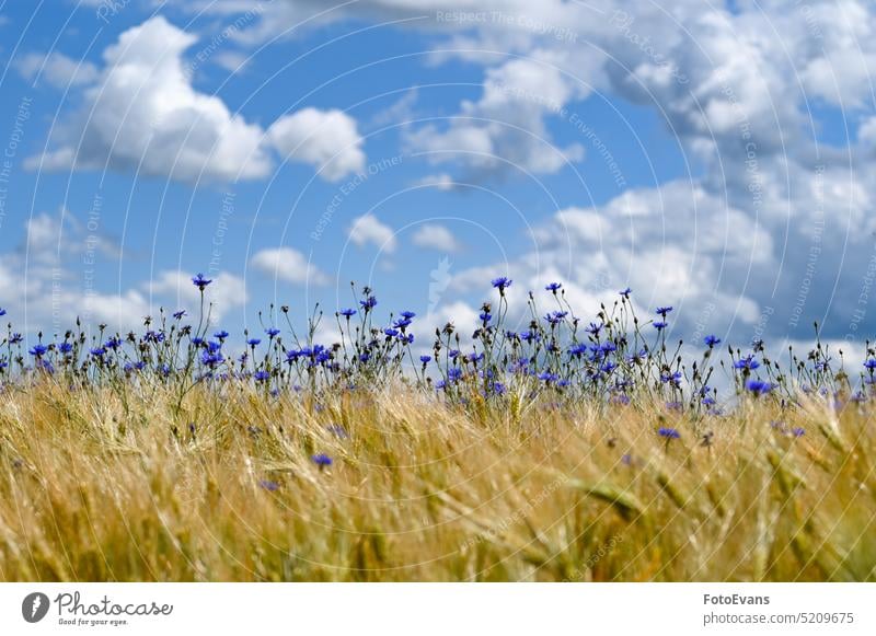 Kornblumen mit Kornfeld und blauem Himmel Gras Frühling Sommertag Natur gelandet Wiese Fliege Stroh Tier Mais Pflanze Libelle Umwelt Landen im Juni Sommerzeit