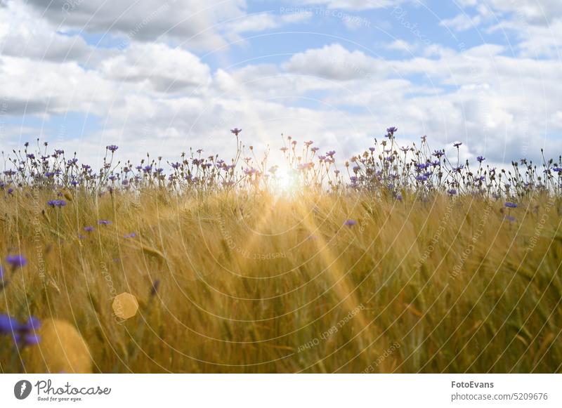 Kornblumen mit Kornfeld, Himmel und Sonne Gras Frühling Sommertag Natur gelandet Wiese Fliege Stroh Tier Mais Pflanze Libelle Umwelt Landen im Juni Sommerzeit