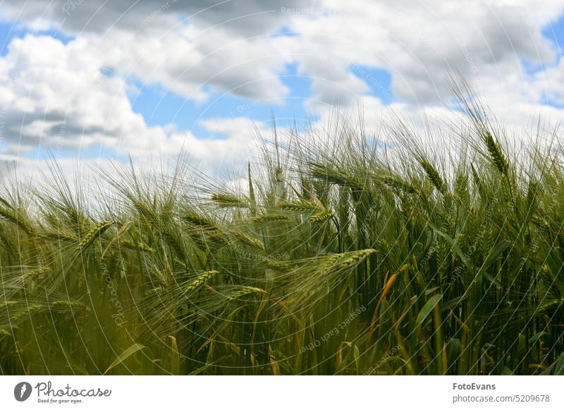 Getreidefeld vor der Ernte Vollkorn Weizenähren Natur wachsend Land Korn essen Zerealien Samenschale Ackerbau blau Grundnahrungsmittel Bodenbearbeitung