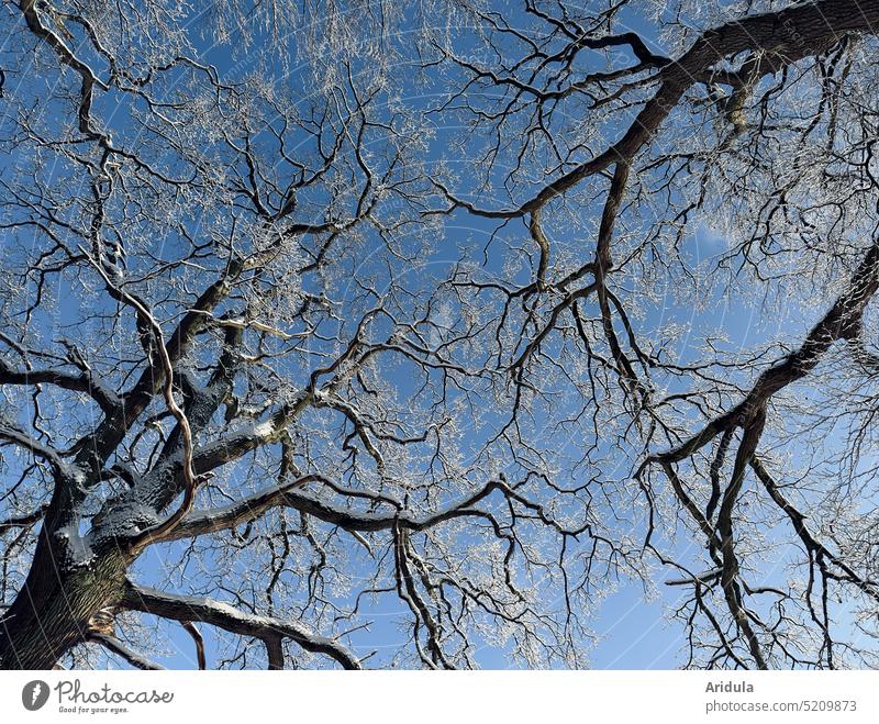 Winterbäume und blauer Himmel Baum Bäume Schnee Eis kalt Frost weiß Natur Wald Tag Außenaufnahme Äste Zweige u. Äste Wintersonne Sonnenlicht