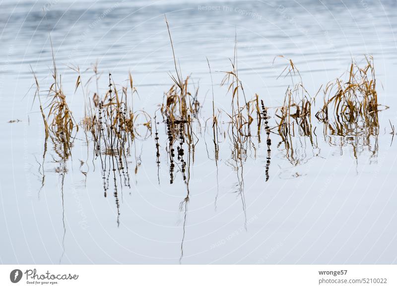 Im Wasser stehende Pflanzen spiegeln sich auf der Wasseroberfläche eines Sees Gräser Spiegelung Reflexion & Spiegelung Natur ruhig Außenaufnahme