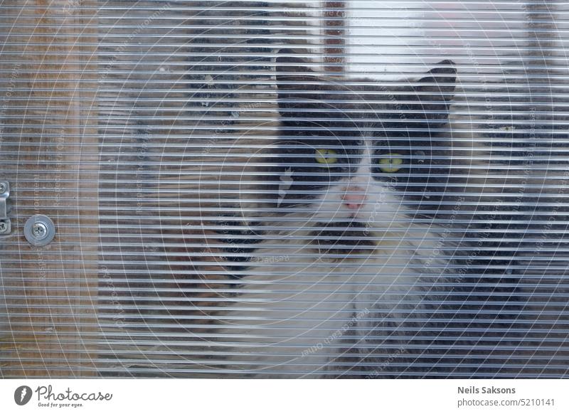 Schwarz-weiße Katze schaut durch Polycarbonat-Schiefer abstrakt Hintergrund Nahaufnahme gewellt Design katzenhaft grau Gewächshaus Grunge Material natürlich