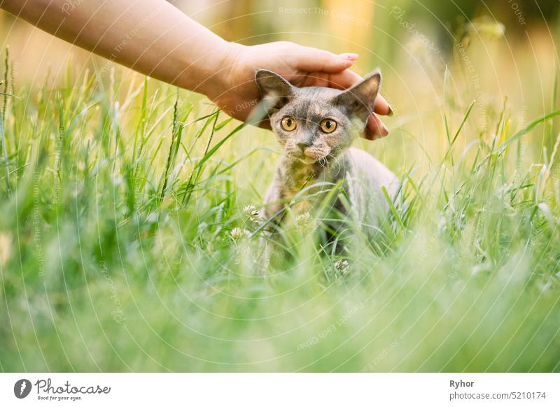 Frau streichelt lustige junge graue Devon Rex. Kätzchen im grünen Gras sitzend. Kurzhaarige Katze der englischen Rasse züchten klein Tier Natur neugierig