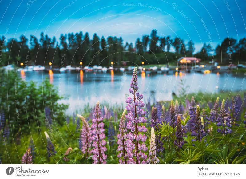 Wilde Blumen Lupine im Sommer Wiese in der Nähe von See am Abend Nacht. Lupinus, allgemein bekannt als Lupine oder Lupine, ist eine Gattung von Blütenpflanzen in der Familie der Hülsenfrüchtler, Fabaceae. Schwedische Natur, Skandinavien