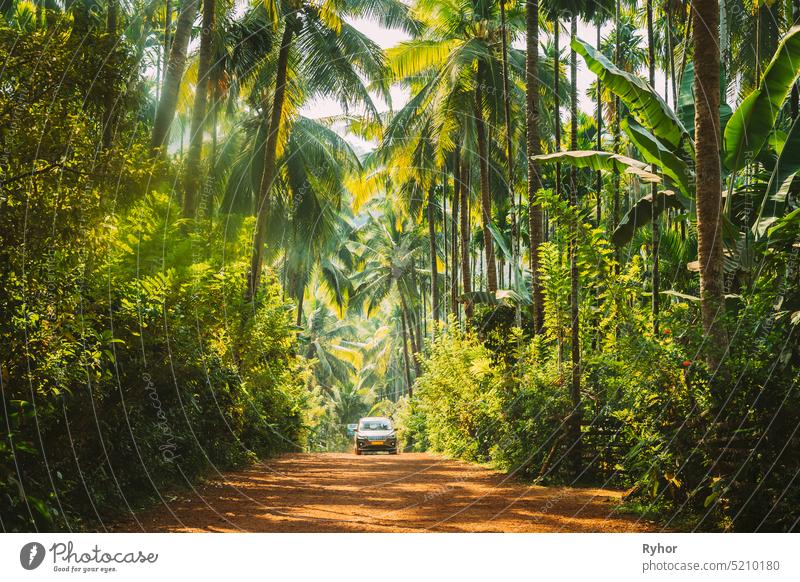 Goa, Indien. Auto, das sich auf der Straße bewegt, umgeben von Palmen am sonnigen Tag Asien Automobil Bambus schön PKW Umwelt Flora Wald grün Grün Inder