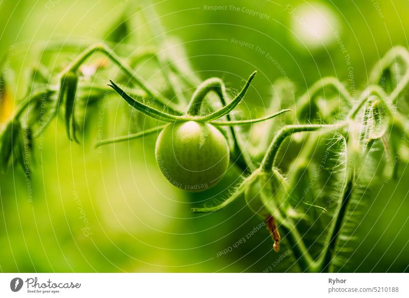 Grün wachsende Bio-Tomaten. Selbstgezogene Tomaten im Gemüsegarten Ackerbau Hintergrund schön Boke Bokeh Ast Buchse Farbe Ernte Bauernhof Lebensmittel Garten