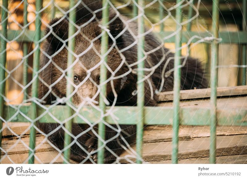 Europäischer Eurasischer Brauner Russischer Bär Ursus Arctos Arctos Im Käfig. Kleiner Teddybär arctos Braunbär (Eurasian) Europäischer Bär Europäischer Braunbär