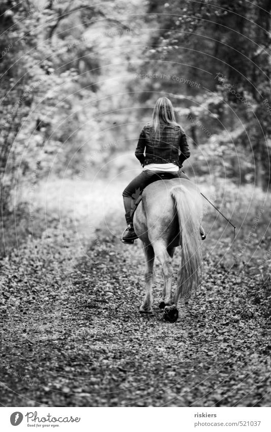streifzüge durch den wald ii Reiten Junge Frau Jugendliche Erwachsene Leben 1 Mensch 18-30 Jahre Herbst Schönes Wetter Wald Haustier Pferd Tier Erholung frei