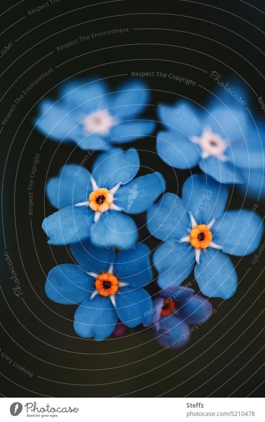 Vergissmeinnicht romantisch blau Vergissmeinnichtblüten Myosotis blühen Blüten Blumen Frühlingsblumen erblühen Blütenblätter Frühjahrsblüher Blümchen
