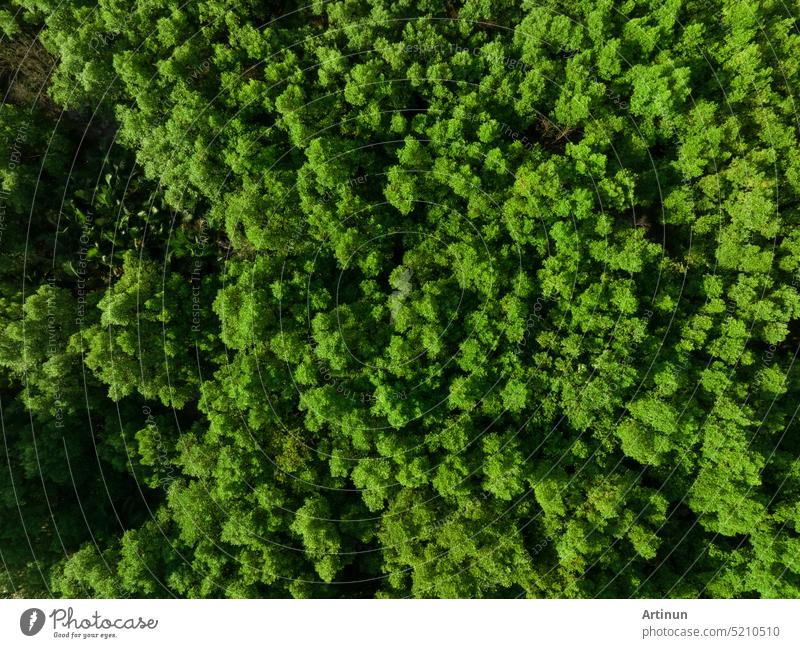 Luftaufnahme eines Mangrovenwaldes von oben. Drohnenansicht von dichten grünen Mangrovenbäumen bindet CO2. Grüne Bäume im Hintergrund für Kohlenstoffneutralität und Netto-Null-Emissionskonzept. Nachhaltige grüne Umwelt.
