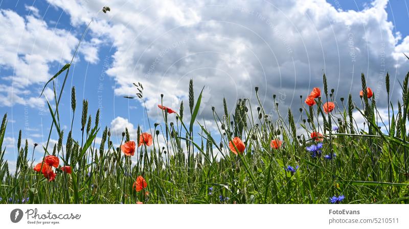 Feld mit Getreide, Mohnblumen, Kornblumen und blauem Himmel Gras Frühling Wiesen Blumen Natur Sommerwiese Tag Hintergrund Papaver rhoeas rot Wildblume Pflanze