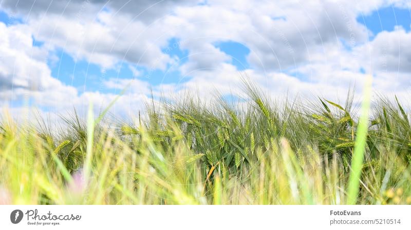 Getreidefeld vor der Ernte Vollkorn Weizenähren Natur wachsend Land Korn essen Zerealien Samenschale Ackerbau blau Grundnahrungsmittel Bodenbearbeitung