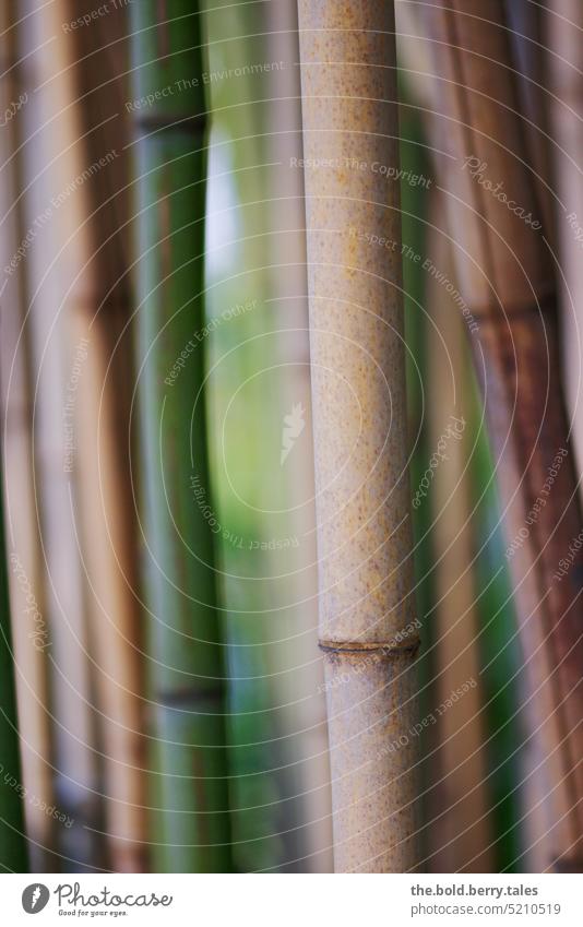 Bambus Bambusrohr grün Pflanze Außenaufnahme Farbfoto Tag