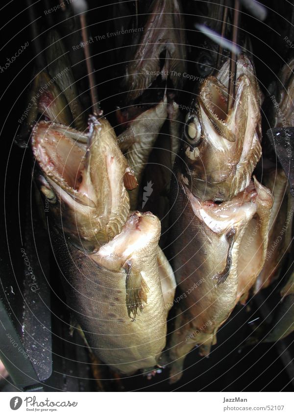 Hang Loose Haken Forelle Fisch Totes Tier Räucherforelle Räucherofen Fischkopf Fischauge Fischmaul lecker geräuchert Herd & Backofen
