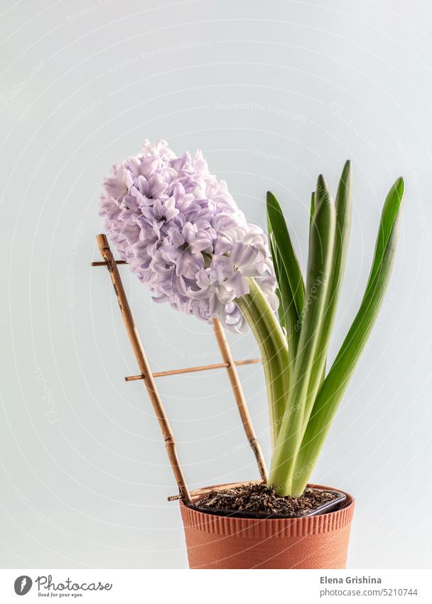 Schöne blühende Hyazinthe im Blumentopf. Vertikaler Anbau. Nahaufnahme. Überstrahlung Topf Gartenarbeit vertikal Frühling wachsend purpur Farbe botanisch