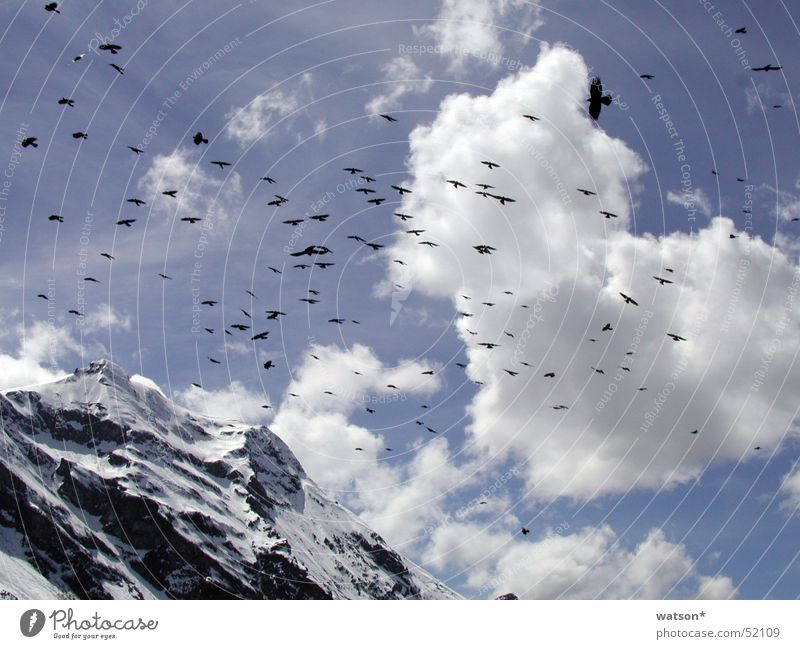 vögel Vogel Wolken Himmel Berge u. Gebirge Schnee Felsen fliegen