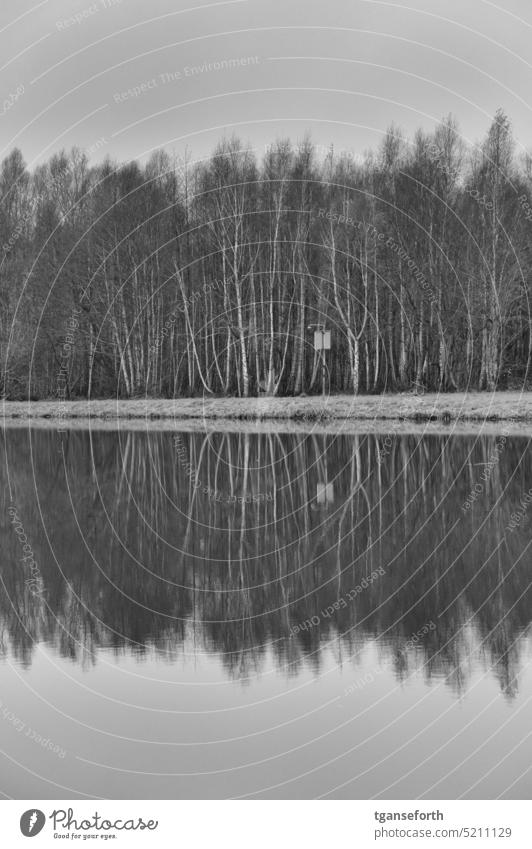 gespiegelte Birken im Winter Wasser Birkenwald Reflexion & Spiegelung Außenaufnahme Menschenleer Fluss Flussufer ruhig Landschaft Wald Baum Emsland Natur Umwelt