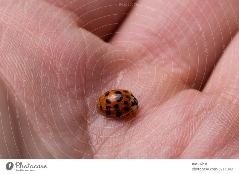 Marienkäfer sitzt auf der innen handfläche einer Frau Freude Käfer Insekt Nahaufnahme Tier Natur krabbeln Farbfoto klein Glücksbringer Außenaufnahme Umwelt Hand