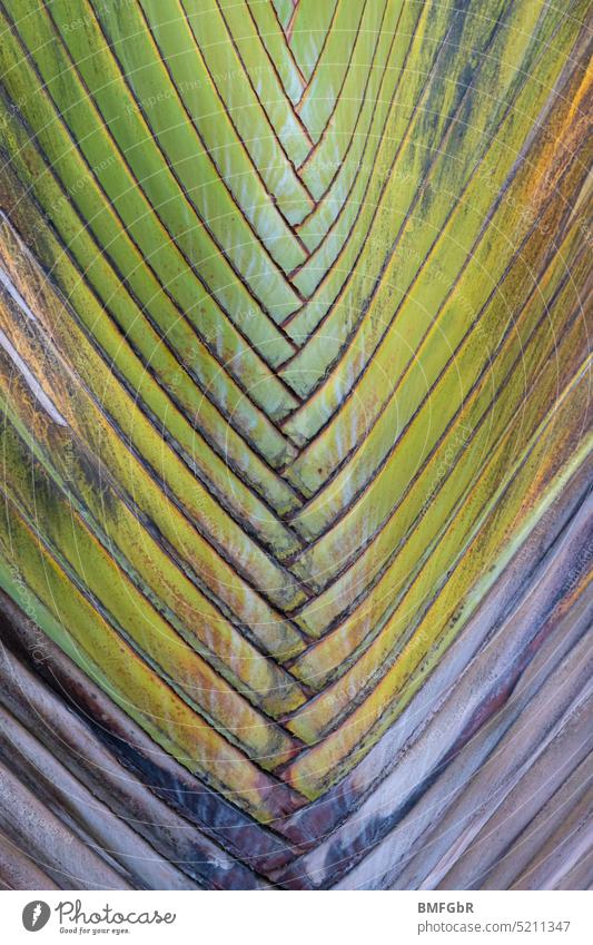 Detail einer alten Palme Blatt Wuchs grün grau used Natur tropisch Tropen Pflanze exotisch Sommer Farbfoto Außenaufnahme Flora Park Naturschutzgebiet Form