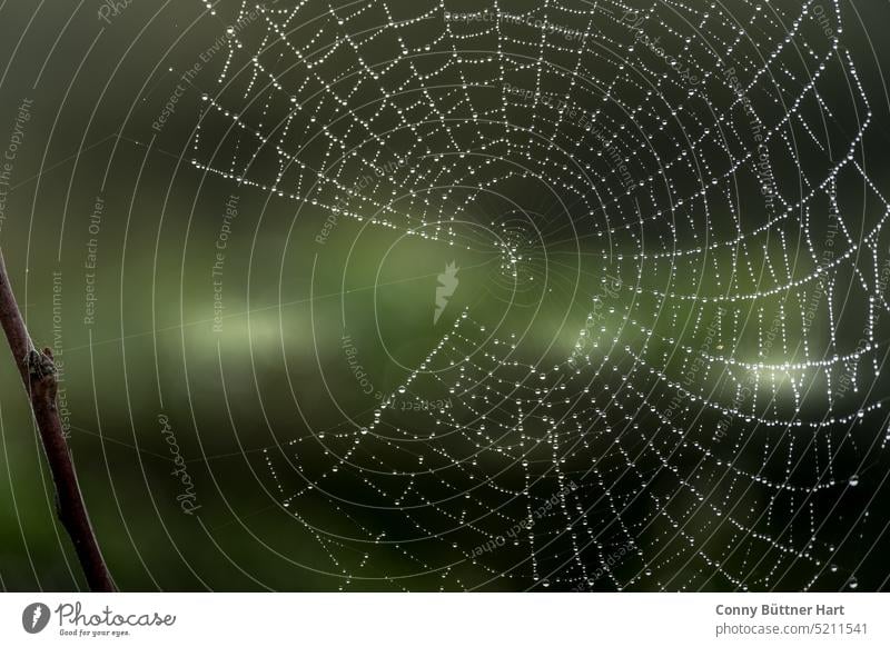 Spinnennetz vor Bokeh Hintergrund, grün-braun Netz Natur Nahaufnahme Netzwerk Wassertropfen natürlich Farbfoto Außenaufnahme Tau Herbst Schwache Tiefenschärfe