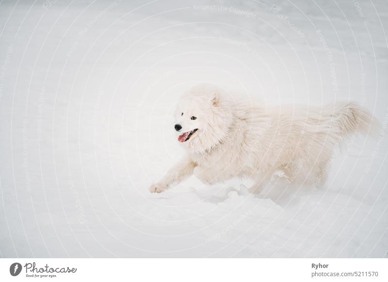 Weißer Samojedenhund oder Bjelkier, Smiley, Sammy, der schnell draußen im Schnee läuft, Schneeverwehung am Wintertag. Playful Haustier im Freien Natur