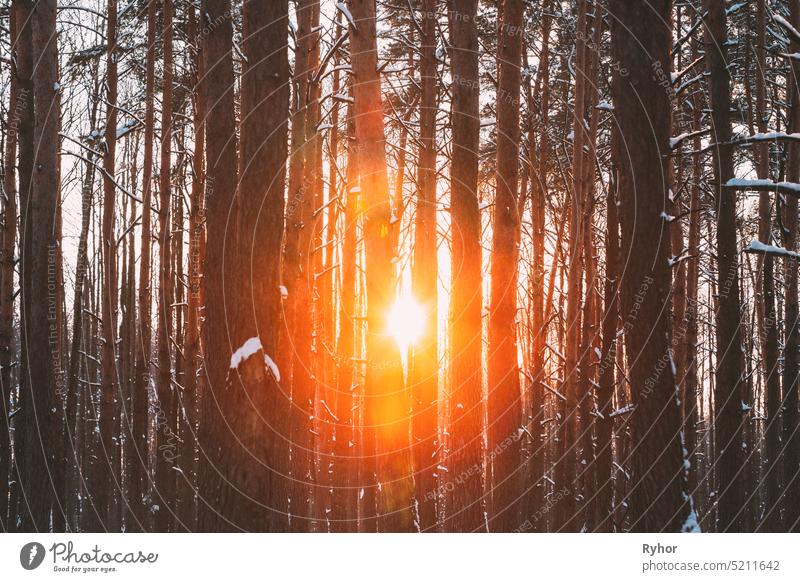 Sun Sunshine Sunlight Through Frosted Pine Trees Trunks In Winter Snowy Coniferous Forest Landscape. Schöne Wälder in Waldlandschaft schön