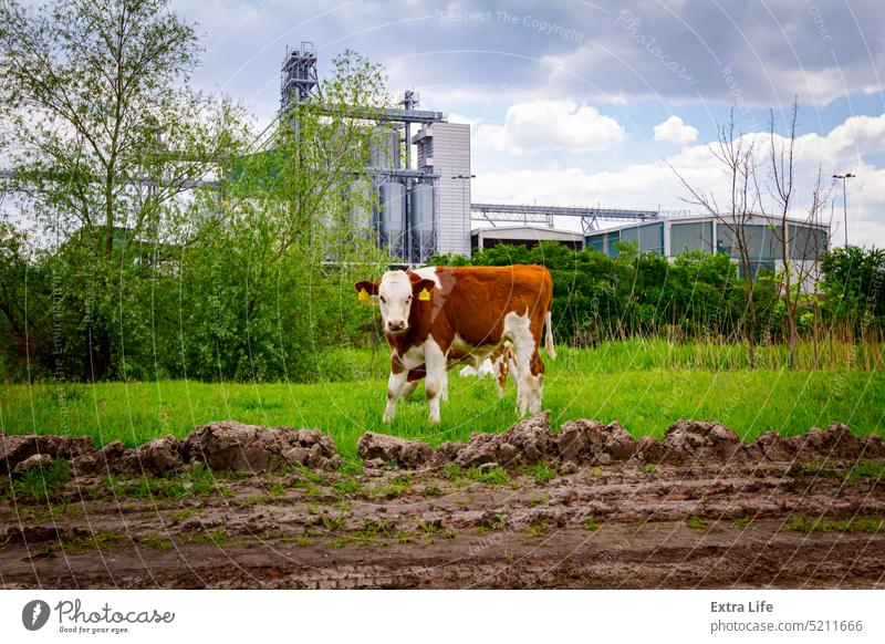 Zwei Kälber grasen auf einer Wiese, im Hintergrund stehen einige große Getreidesilos in einer Industrielandschaft landwirtschaftlich Ackerbau Tier Rindfleisch