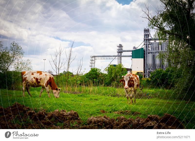 Zwei Kühe grasen auf einer Wiese, im Hintergrund stehen einige große Getreidesilos in einer Industrielandschaft landwirtschaftlich Ackerbau Tier Rindfleisch