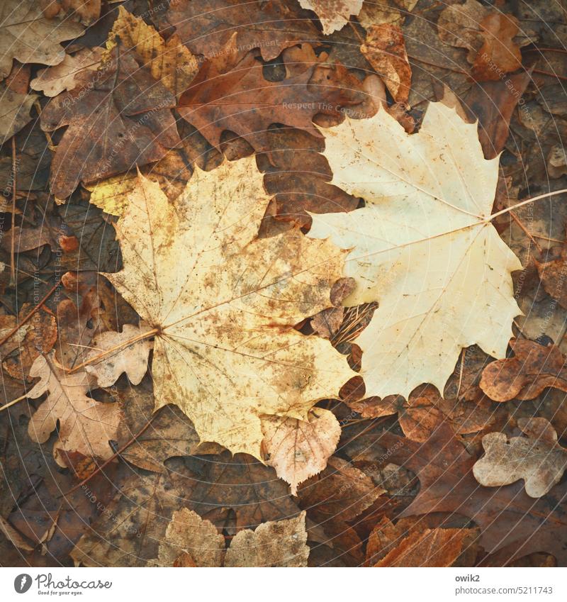 Annähernd Herbst Ahorn Ahornblätter ähnlich gegenüber Kontakt Herbstlaub herbstlich Blatt Außenaufnahme Herbstfärbung Natur Vergänglichkeit Wandel & Veränderung