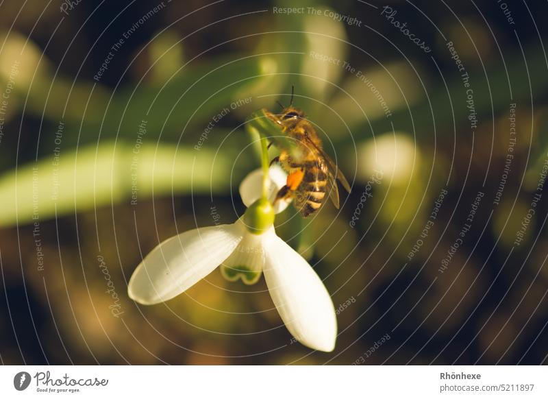 Erste Biene sammelt Pollen am Schneeglöckchen Blume Frühling Natur Außenaufnahme Farbfoto Makroaufnahme Menschenleer Frühlingsgefühle Blüte weiß