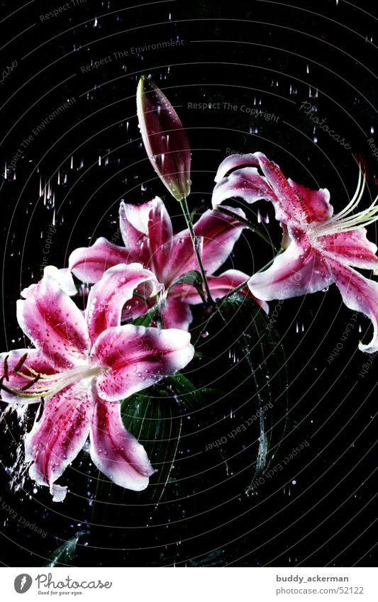 Lilien im Regen Blume Wasser