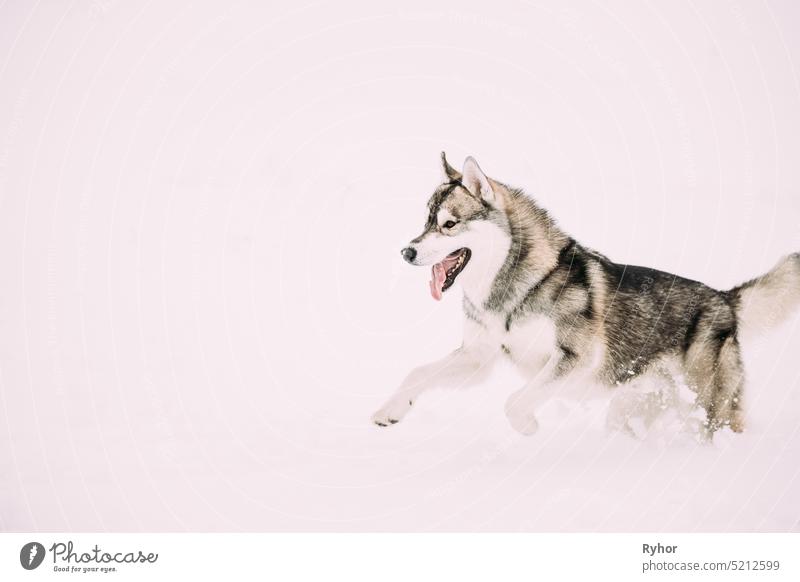 Husky Hund spielen, schnell laufen draußen im Schnee, Schneeverwehung. Haustier spielen im Winter Tag. Tier aktiv Sibirischer Schlittenhund grau züchten