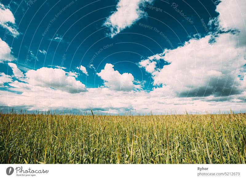 Countryside Rural Field Landschaft mit jungen Weizensprossen im Frühling sonnigen Tag. Landwirtschaftliches Feld. Junge Weizensprossen landwirtschaftlich