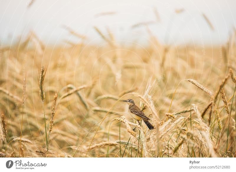 Westliche Bachstelze. Motacilla flava ist ein kleiner Sperlingsvogel aus der Familie der Schafstelzen, zu der auch die Pieper und die Schafstelzen gehören. Diese Art brütet in weiten Teilen des gemäßigten Europas und Asiens. Weißrussland