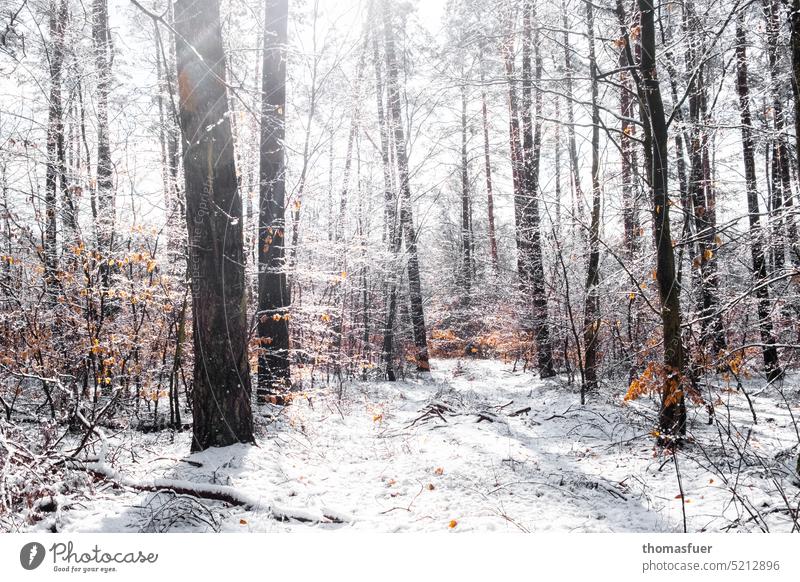 Märzwinter im Wald Schnee Bäume Sonne Blätter Schatten Licht Reflexe Umwelt Natur Winter Gegenlicht Weg Waldweg Jahreszeiten Schorfheide Uckermark