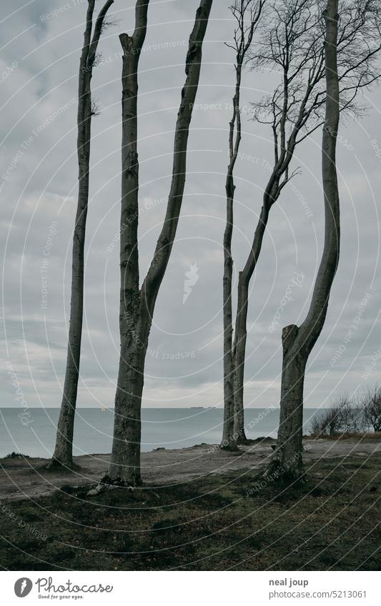 Hochgewachsene Laubbäume vor einer ruhigen Küstenlinie Natur Landschaft Baum Bäume Winter Meer Ostsee Wald Gespensterwald düster einsam Kontrast Struktur