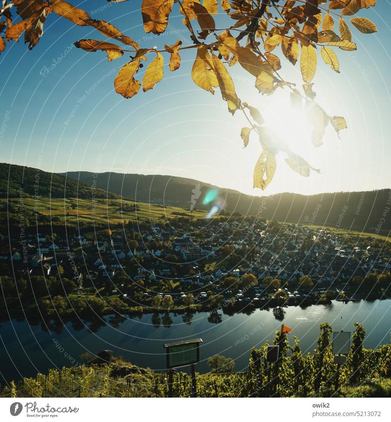 Pünderich, Mosel Mosel (Weinbaugebiet) Landschaft Außenaufnahme Natur Ferien & Urlaub & Reisen Rheinland-Pfalz Weinberg Flussufer Moseltal Idylle Ausflug