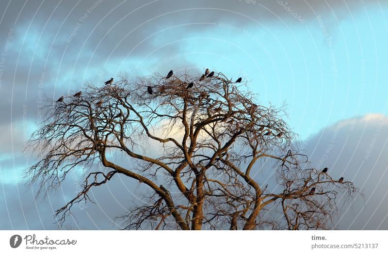 Warten auf den Frühling Vögel Ast Baum Gemeinschaft Zweig Himmel Natur Pflanze Jahreszeiten Wetter Landschaft Zuneigung Vogelrast sitzen erholen ausruhen Gruppe