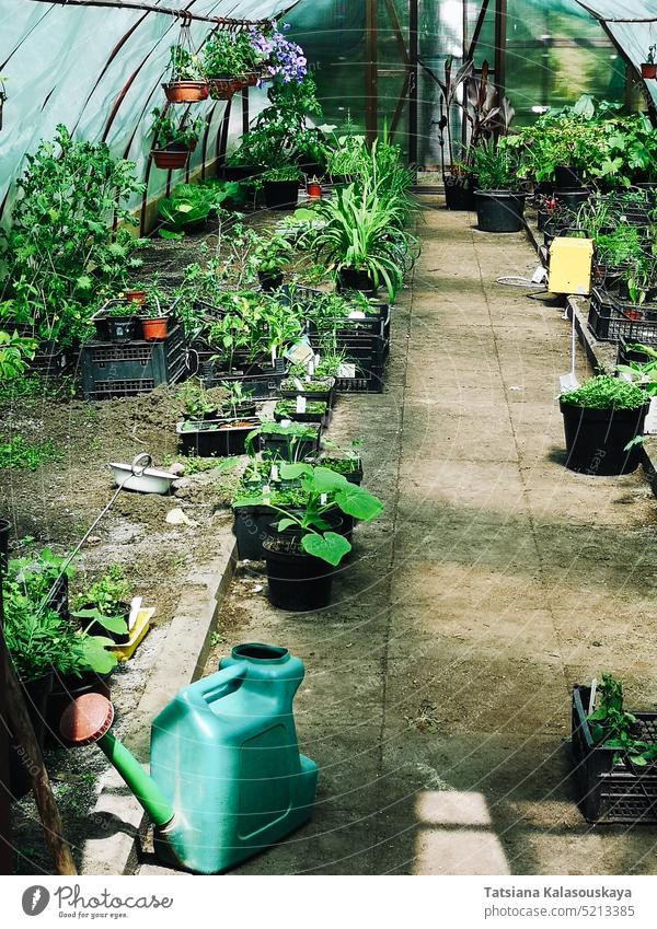 Töpfe mit Zier-, Blüh- und essbaren Pflanzen, Gartengeräte und Gießkannen im Gewächshaus Gartenarbeit grün Botanik Ackerbau Wachstum Keimling Natur Frühling