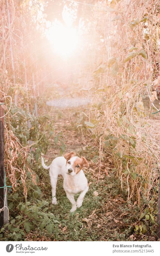 niedlicher jack russell hund im gemüsegarten gewächshaus bei sonnenuntergang. selbstversorgungskonzept Hund Gemüsegarten heimwärts Gewächshaus Sonnenuntergang
