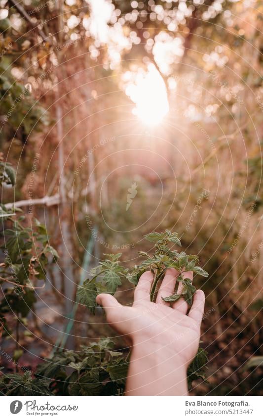 unerkennbare Frau, die mit der Hand Kirschtomatenblätter im Gemüsegarten im Gewächshaus hält heimwärts Sonnenuntergang nachhaltig nachhaltiger Lebensstil