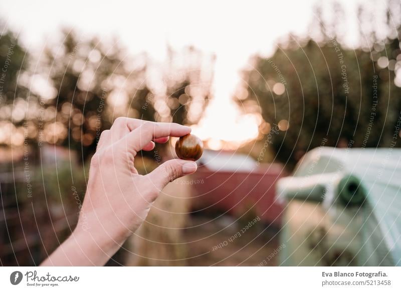 Unerkennbare Frau hält Kirschtomaten im Gemüsegarten im Gewächshaus in der Hand heimwärts Sonnenuntergang nachhaltig nachhaltiger Lebensstil